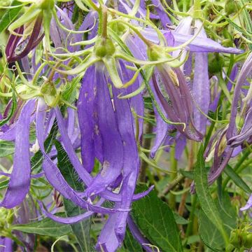 Campanula punctata Blue Octopus - Pyramiden-Glockenblume