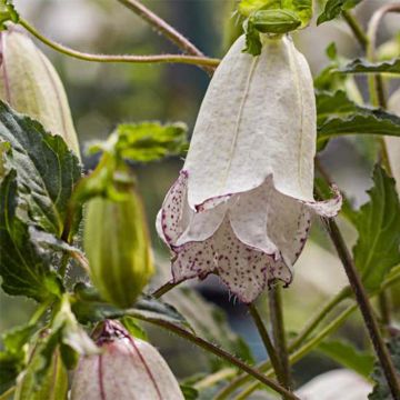 Campanula punctata Milky Way - Campanule hybride