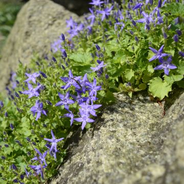 Campanula garganica - Sternpolster-Glockenblume