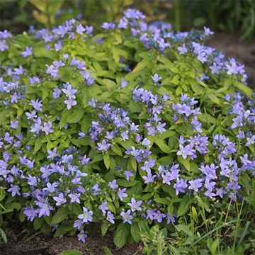 Campanula lactiflora Blue Pouffe - Campanule laiteuse