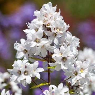 Dolden-Glockenblume White Pouffe - Campanula lactiflora