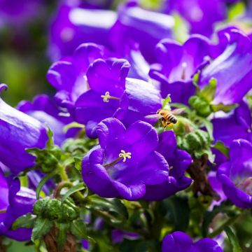 Campanula medium bleue - Campanule carillon