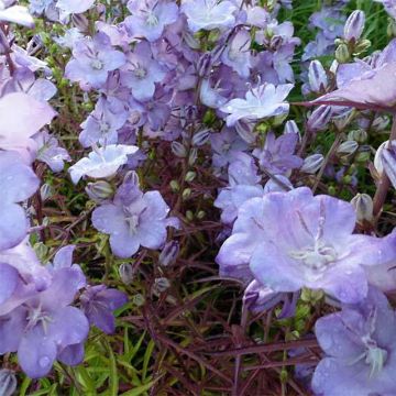 Campanule persicifolia Hidcote Amethyst - Campanule à feuilles de pêcher