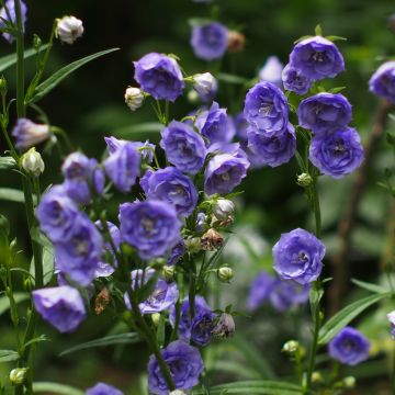 Pfirsichblättrige Glockenblume La Belle - Campanula persicifolia