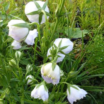 Pfirsichblättrige Glockenblume La Bello - Campanula persicifolia