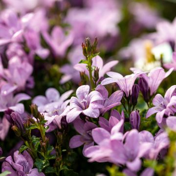 Campanula poscharskyana Ambella Pink - Hängepolster-Glockenblume