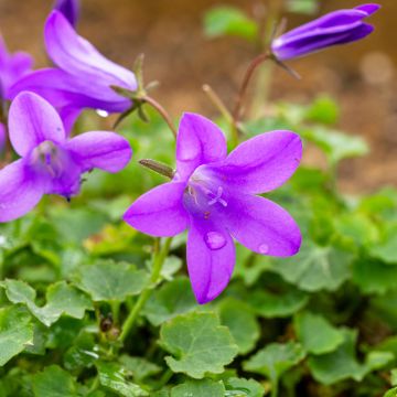 Campanula poscharskyana Resholt Variety - Hängepolster-Glockenblume