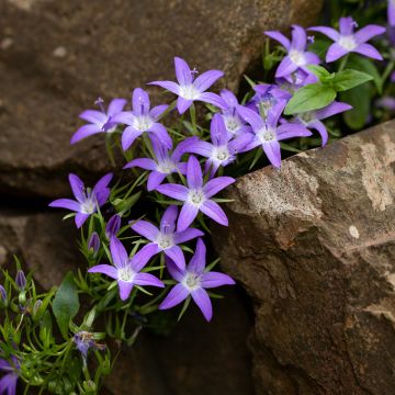 Campanula poscharskyana Adansa Purple - Hängepolster-Glockenblume