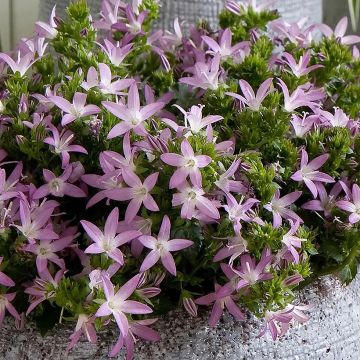 Campanula poscharskyana Adansa Pink - Hängepolster-Glockenblume