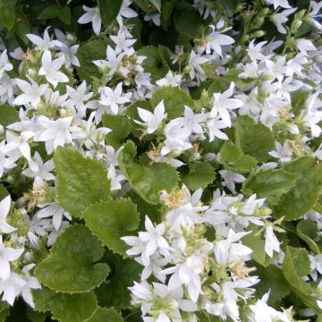 Campanula poscharskyana E.H. Frost - Hängepolster-Glockenblume