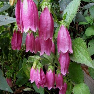 Campanula punctata Rubriflora - Pyramiden-Glockenblume