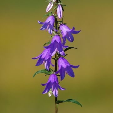 Campanula rapunculoides - Acker-Glockenblume