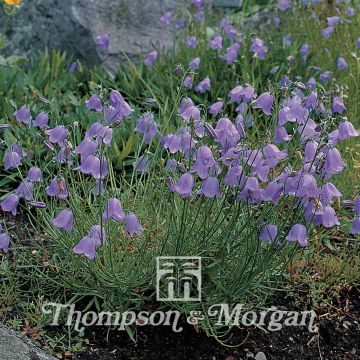 Campanula rotundifolia (Samen) - Rundblättrige Glockenblume