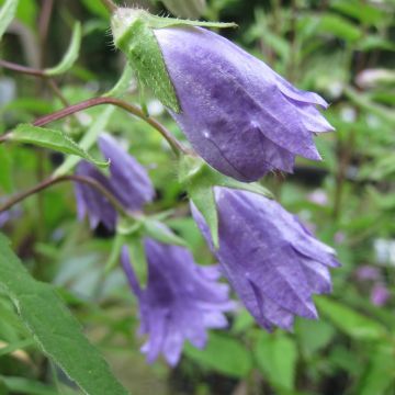 Campanula trachelium Bernice - Nesselblättrige Glockenblume