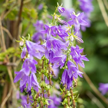 Campanula trachelium - Nesselblättrige Glockenblume