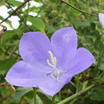 Campanula Norman Grove - Glockenblume