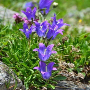 Campanula stansfieldii - Stansfields Glockenblume