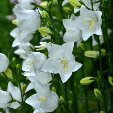 Pfirsichblättrige Glockenblume Alba - Campanula persicifolia