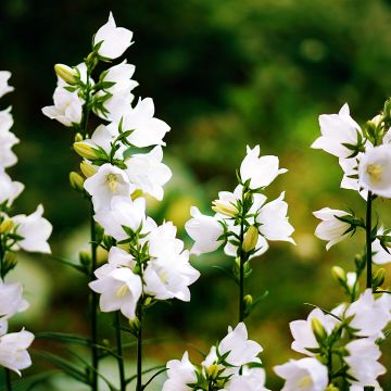 Campanule carpatica Clips blanche - Campanule des Carpates