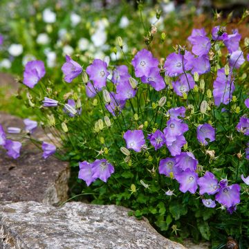 Campanula carpatica Blaue Clips - Karpaten-Glockenblume