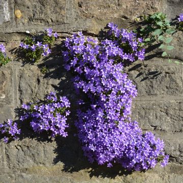 Campanula cochleariifolia Bavaria Blue - Zwerg-Glockenblume