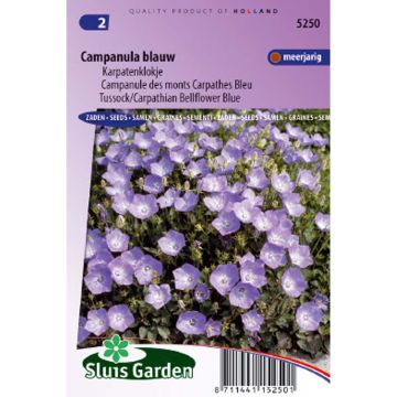 Campanula carpatica (Samen) - Karpaten-Glockenblume