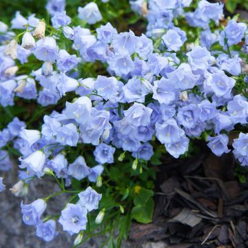 Campanule fluette - Campanula cochlearifolia Elizabeth Oliver