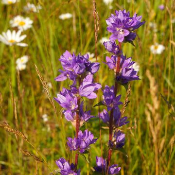 Campanula glomerata var. acaulis - Knäuel-Glockenblume