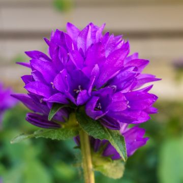 Campanula glomerata var. dahurica - Knäuel-Glockenblume