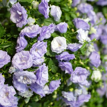 Campanula haylodgensis Plena - Glockenblume