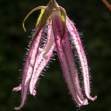 Campanula Pink Octopus - Glockenblume