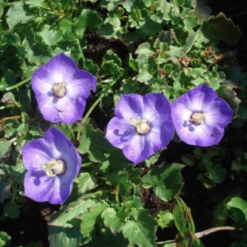 Campanula Royal Wave - Karpaten Glockenblume