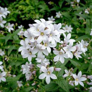 Dolden-Glockenblume Alba - Campanula lactiflora