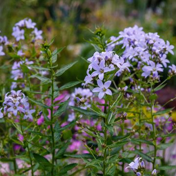 Dolden-Glockenblume - Campanula lactiflora