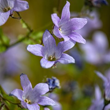 Dolden-Glockenblume Prichard s variety - Campanula lactiflora