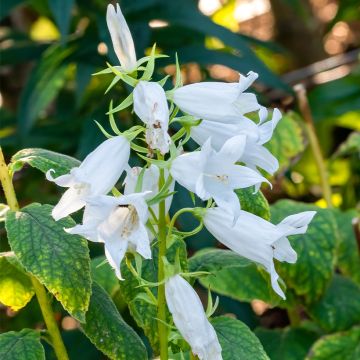 Campanula latifolia var. macrantha alba - Breitblättrige Glockenblume