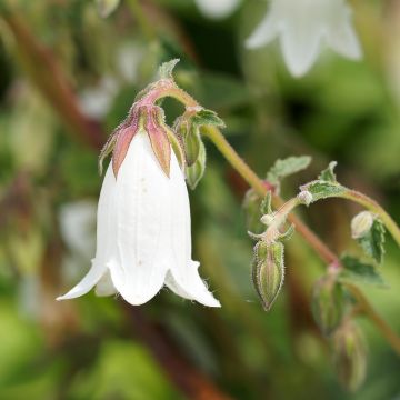 Campanula takesimana Alba - Korea-Glockenblume