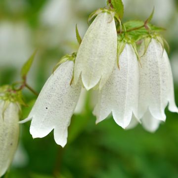 Campanula takesimana - Korea-Glockenblume