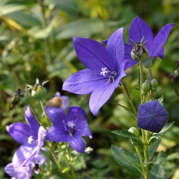 Campanula waldsteiniana - Waldsteins Glockenblume