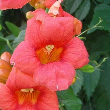 Campsis radicans - Amerikanische Klettertrompete