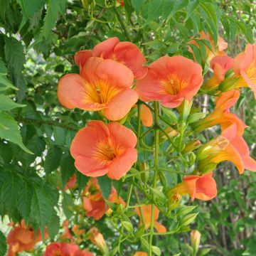 Campsis grandiflora - Chinesische Klettertrompete