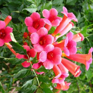 Campsis radicans Flamenco - Amerikanische Klettertrompete