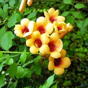 Campsis radicans Judy - Amerikanische Klettertrompete