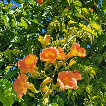 Campsis tagliabuana Summer Jazz Gold - Große Klettertrompete