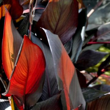 Canna glauca Australis - Blumenrohr