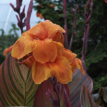 Blumenrohr Durban - Canna