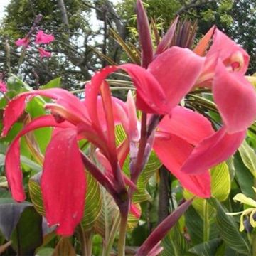 Canna Endeavour