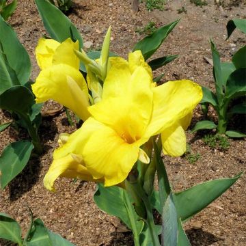 Blumenrohr Felix Ragout - Canna