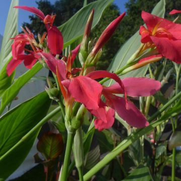 Canna Perkeo - Balisier de taille moyenne à fleurs rose cerise, finement bordé de jaune.