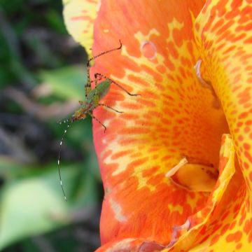 Canna Petit Poucet - Balisier nain jaune picté de rouge